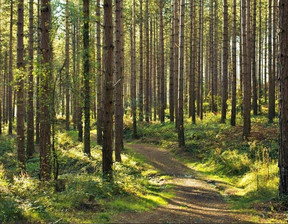 Działka na sprzedaż, Poznański Mosina Wiórek rogalinski park krajobrazowy, 738 000 zł, 49 208 m2, 490/11661/OGS