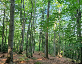 Leśne na sprzedaż, Tarnowski Tuchów Jodłówka Tuchowska, 199 000 zł, 21 600 m2, 84