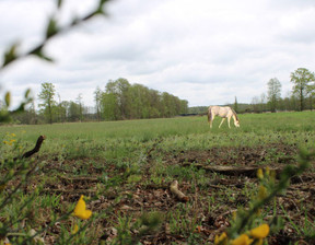 Działka na sprzedaż, Nowotomyski Nowy Tomyśl Boruja Nowa, 380 000 zł, 9500 m2, 368788