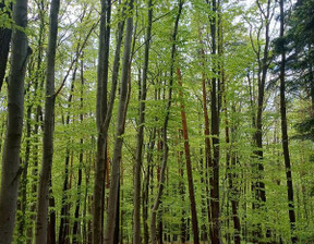 Działka na sprzedaż, Nowosądecki Gródek Nad Dunajcem Rożnów Radajowice, 360 000 zł, 47 400 m2, 1164/1129/OGS